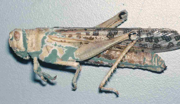 Locust infected with a biopesticide.