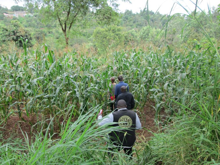 Sustainable crop production