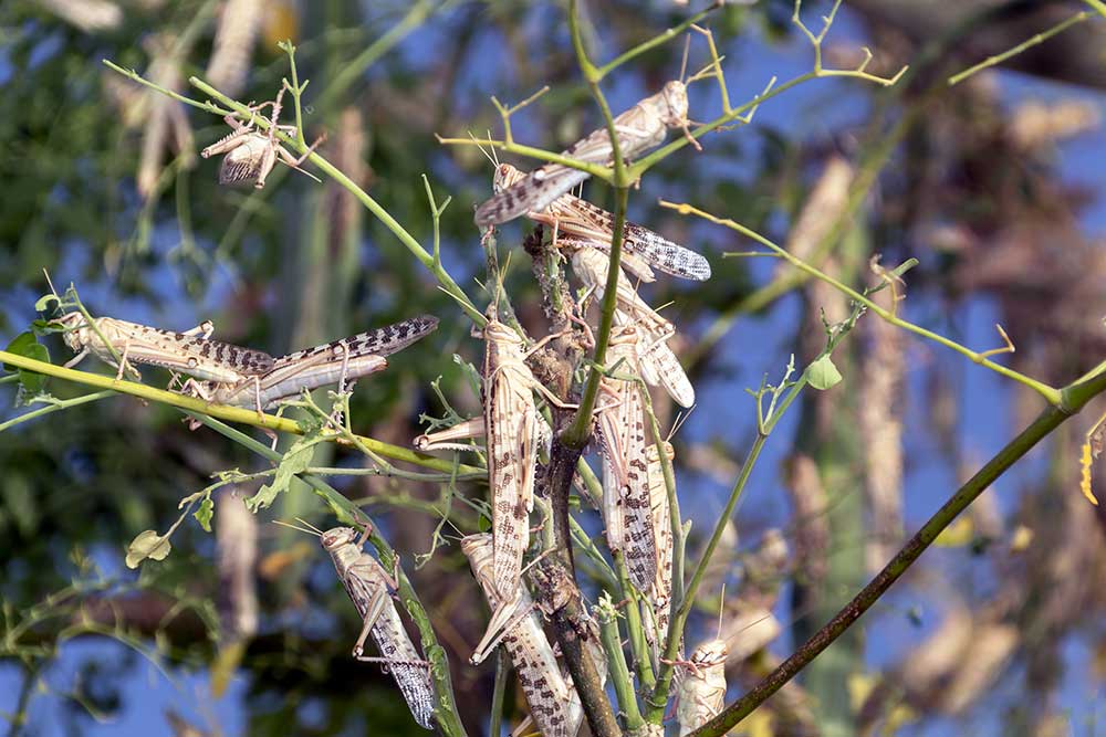 Swarm of locusts