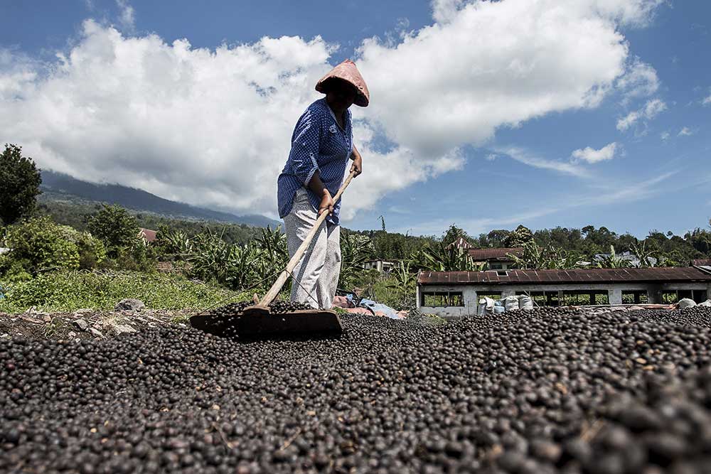 A Farmer is drying coffee beans with naturally process