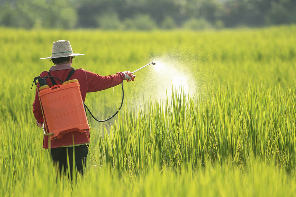 women farmer spraying pesticide on rice fields