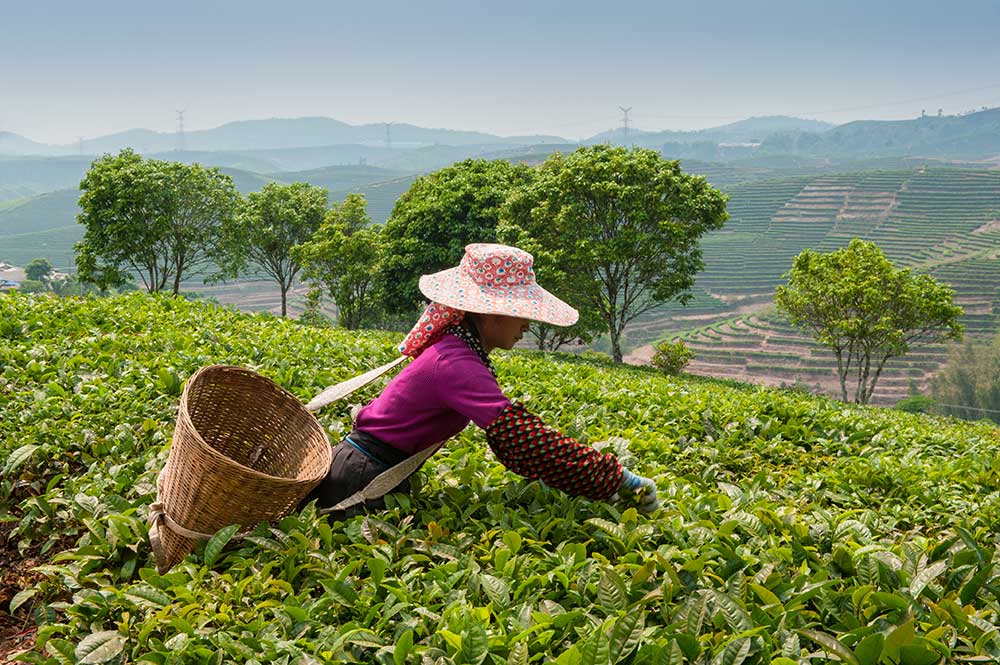 Tea picking in China