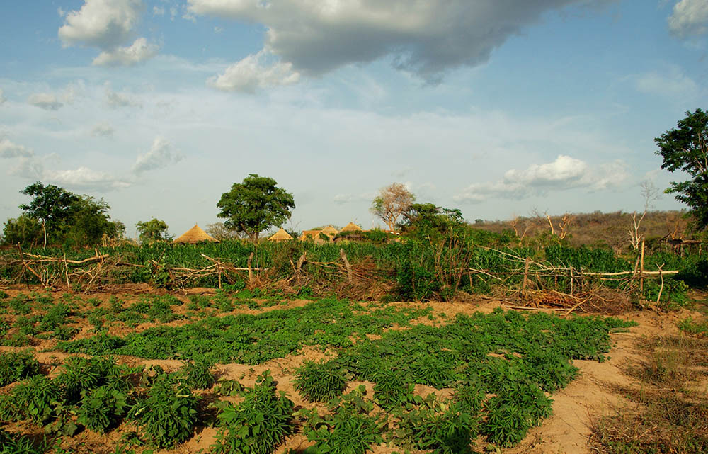 View over the fields of an organic farm in northen Ghana
